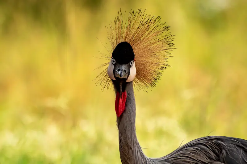 crested crane in Pian Upe